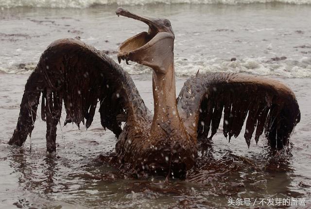 一组ob欧宝美国石油泄漏污染照片人类造的孽要动物来承担