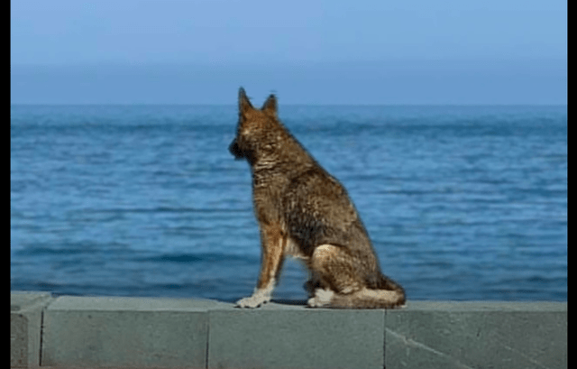 主人因救人溺亡狗狗在ob欧宝海边等了5年还和街头艺人搭档寄托哀思